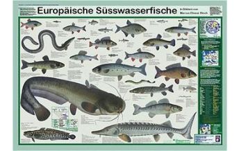 Diving / Snorkeling Europäische Süsswasserfische Planet Poster Editions