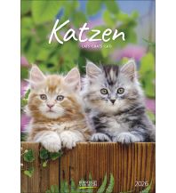Kalender Katzen 2026 Korsch Verlag