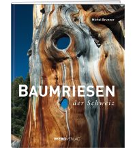 Naturführer Baumriesen der Schweiz Weber-Verlag
