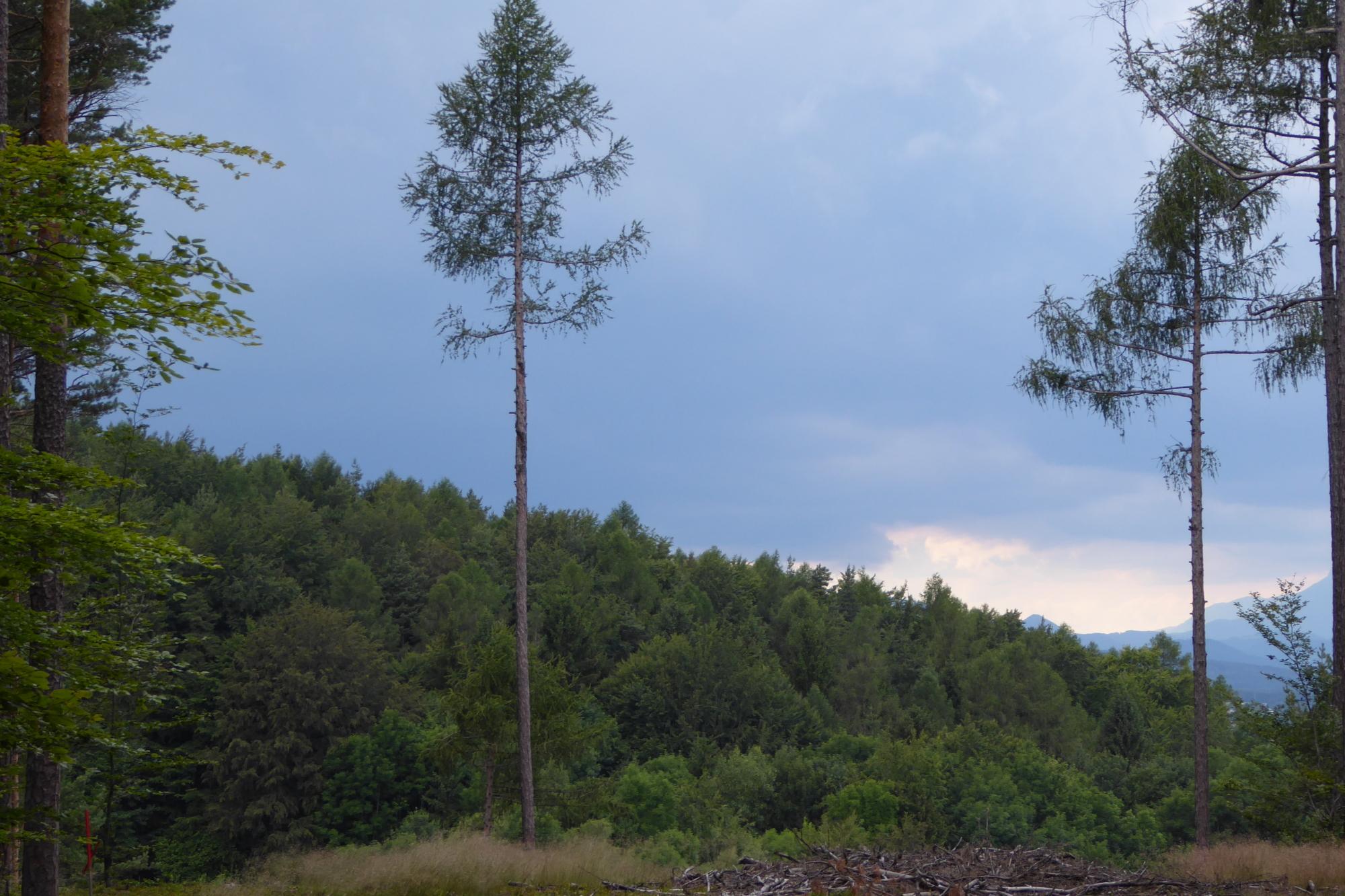 Wärmegewitter in der Buckligen Welt. Hier im Wald Schutz gesucht © Martin Moser