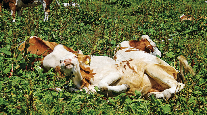 Der ständige Wegbegleiter © Martin Marktl