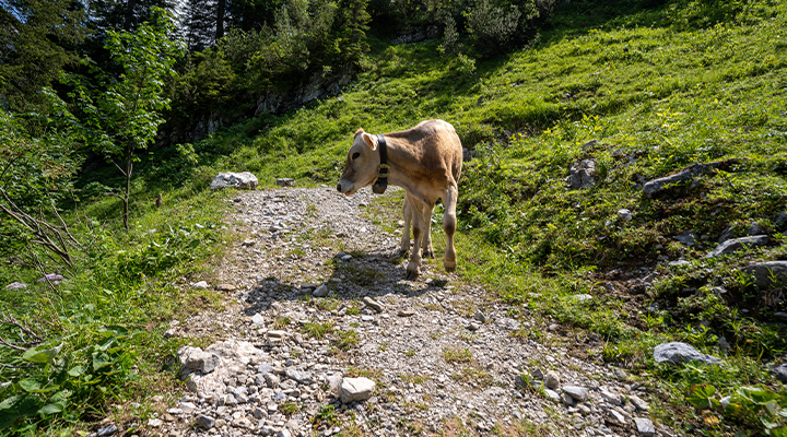 Tierische Begegnungen am Wegrand © Volker Loche_Adobe Stock