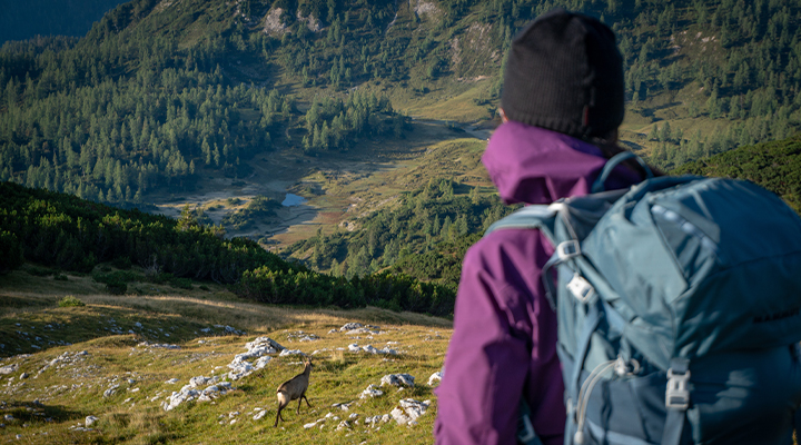 Gams auf der Tauplitzer Seenrunde © Markus_Adobe Stock