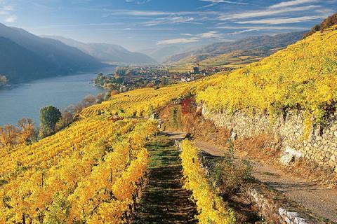 Herbstlich verfärbtes Weinlaub der Riede Achleiten mit Blick auf Weißenkirchen