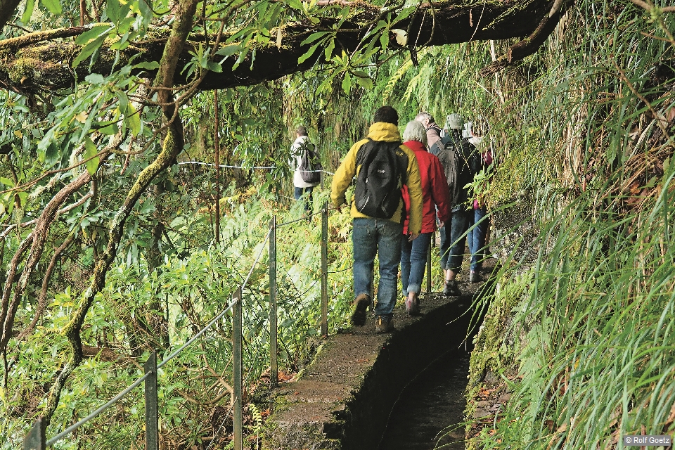 Im Lorbeerwald an der Levada do Caldeirão Verde – viel grüner geht es nicht! © Rolf Goetz