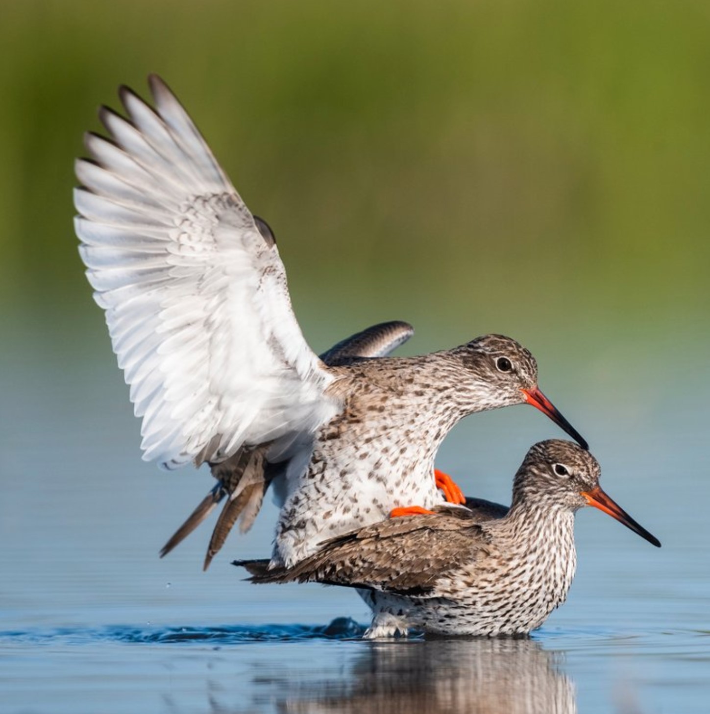 Der Ornithologe bei der Arbeit