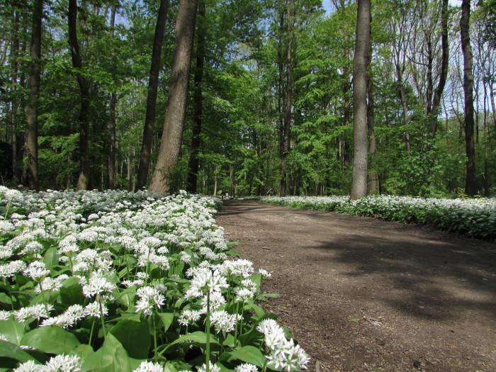 Farbenfrohes am Wegesrand