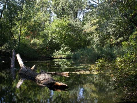 Mitten im Wald der Lobau