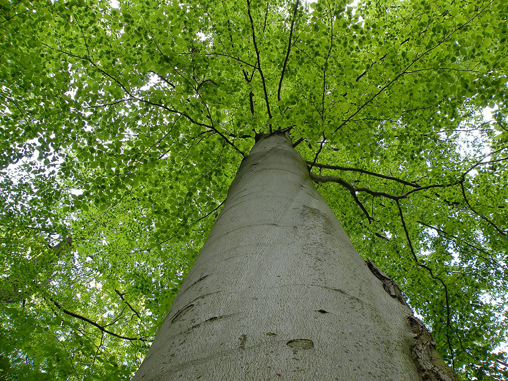 Wald Buche © Anna Schreiner