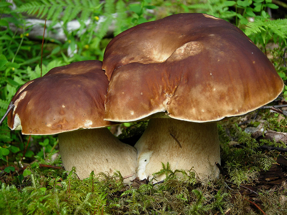 Wald Herrenpilz © Anna Schreiner